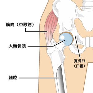 股関節の構造