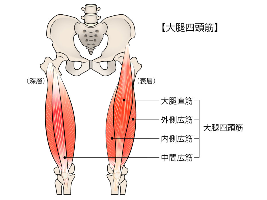 大腿四頭筋の筋トレはかえって膝の痛みをつくる 下関の整体