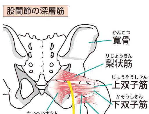 股関節の深層筋